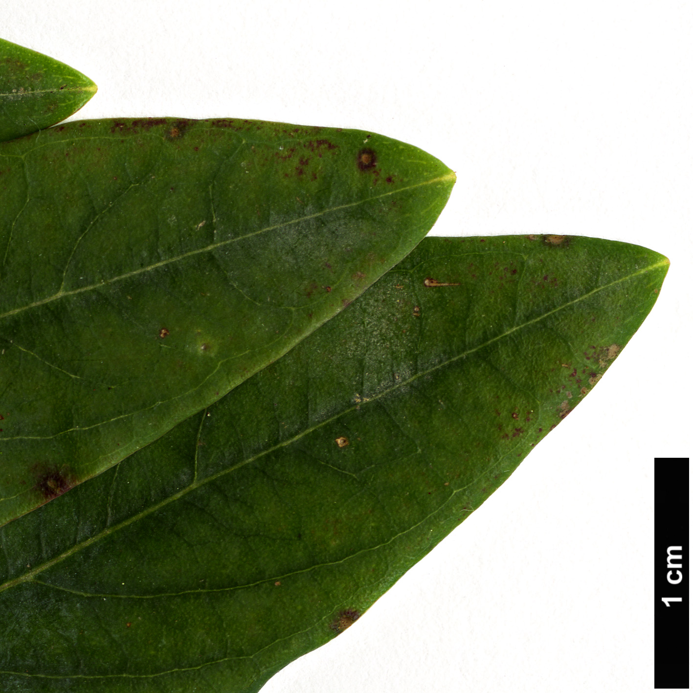 High resolution image: Family: Hypericaceae - Genus: Hypericum - Taxon: stellatum